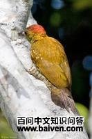 红晕啄木鸟 红晕啄木鸟的图片