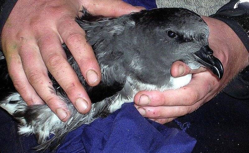 ��Բβ�׵�ͼƬ