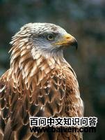 红鸢 红鸢的图片