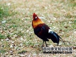 ��ԭ����ͼƬ