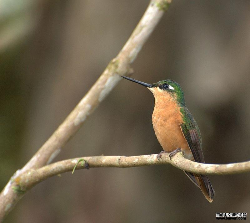 ��������ͼƬ