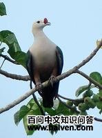 �������ͼƬ