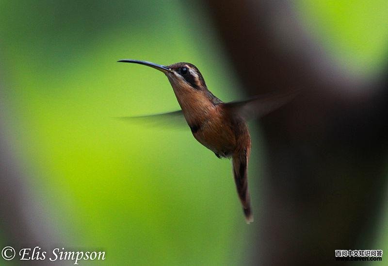 ���������ͼƬ