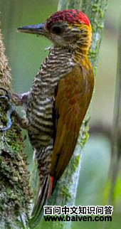 红腰啄木鸟 红腰啄木鸟的图片