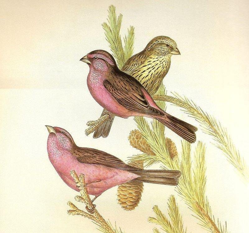 红腰朱雀 红腰朱雀的图片