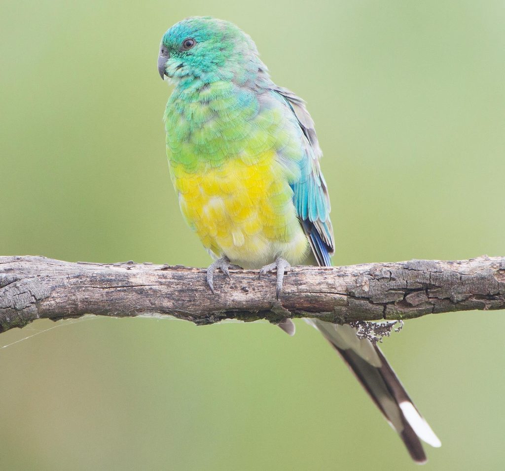 �������ĵ�ͼƬ