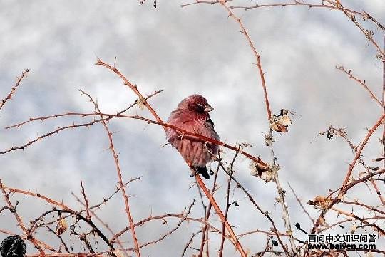 ������ȸ