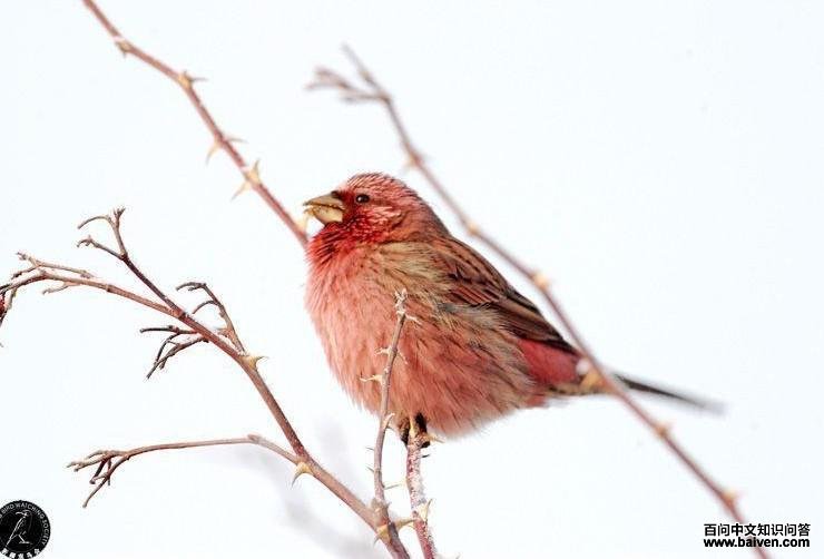 ������ȸ