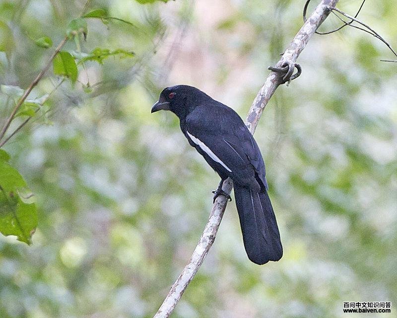 白翅鹊 白翅鹊的图片