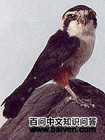 ����С����ͼƬ