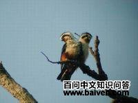 ����С��