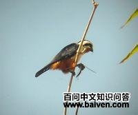 ����С��