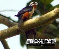 ����С��