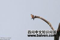 ����С��