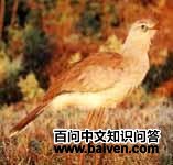 ���Ƚк׵�ͼƬ