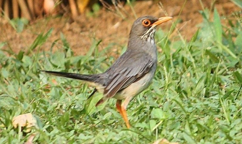 ������ͼƬ