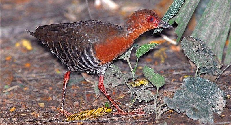 红腿斑秧鸡 红腿斑秧鸡的图片