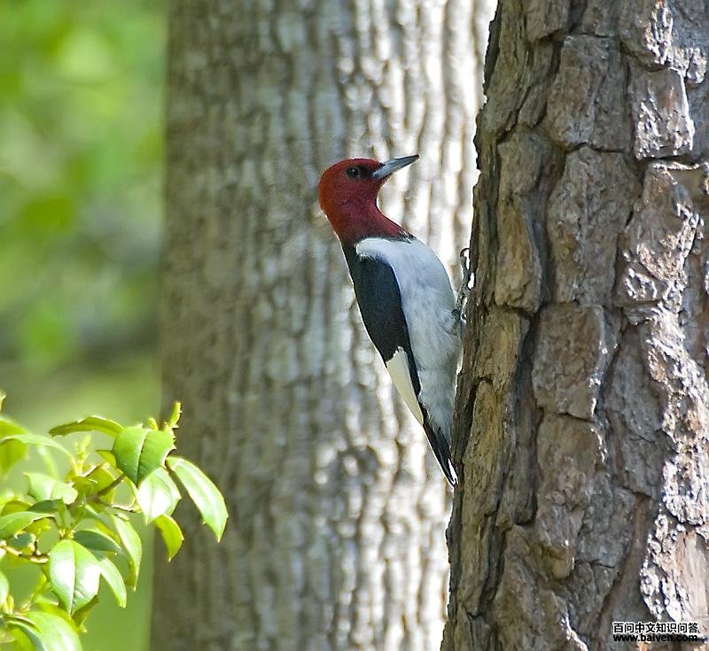 红头啄木鸟 红头啄木鸟的图片