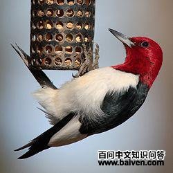 ��ͷ��ľ��