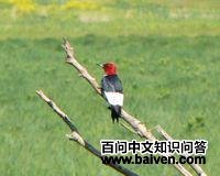 ��ͷ��ľ��