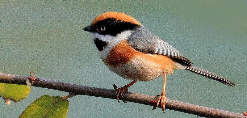 红头长尾山雀 红头长尾山雀的图片