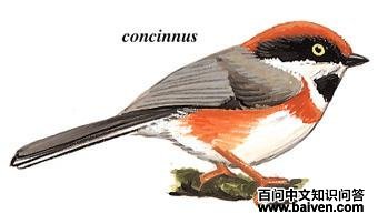 ��ͷ��βɽȸ����̬����ͼ