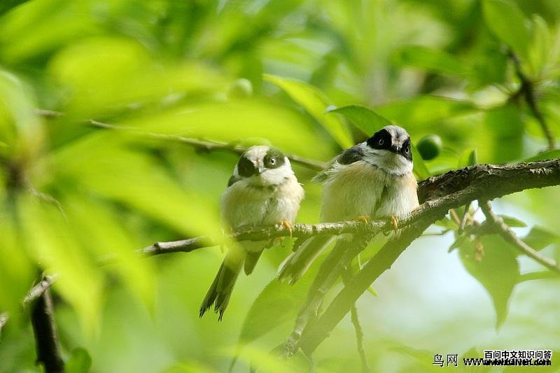 ��ͷ��βɽȸ������