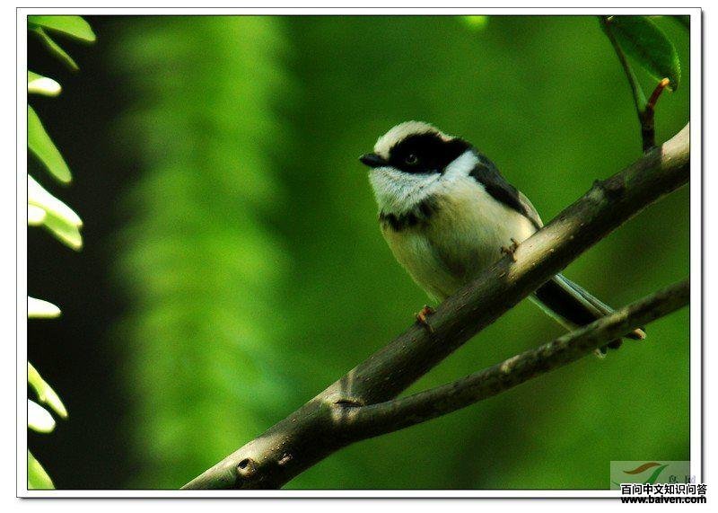 ��ͷ��βɽȸ������