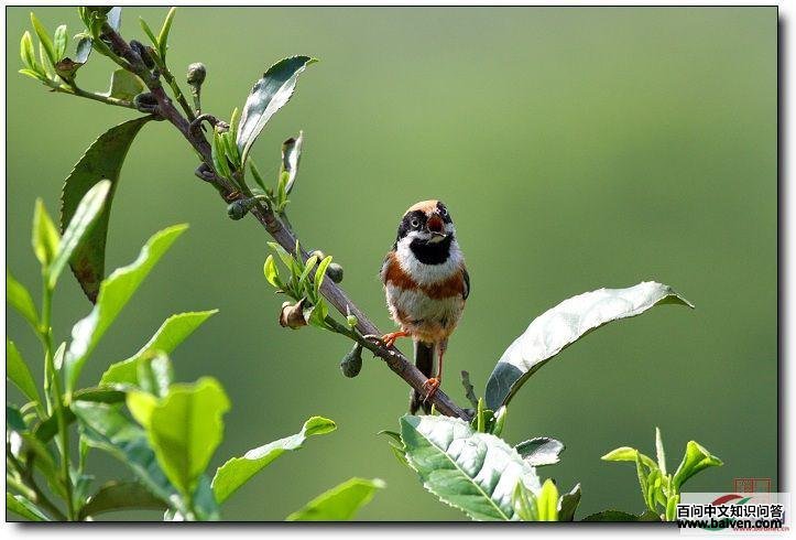 ��ϸ�ĺ�ͷ��βɽȸ