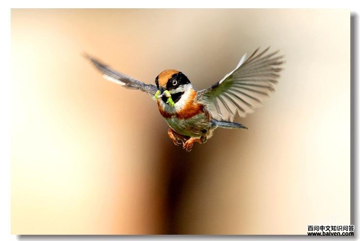 ��ͷ��βɽȸ����ʳ����