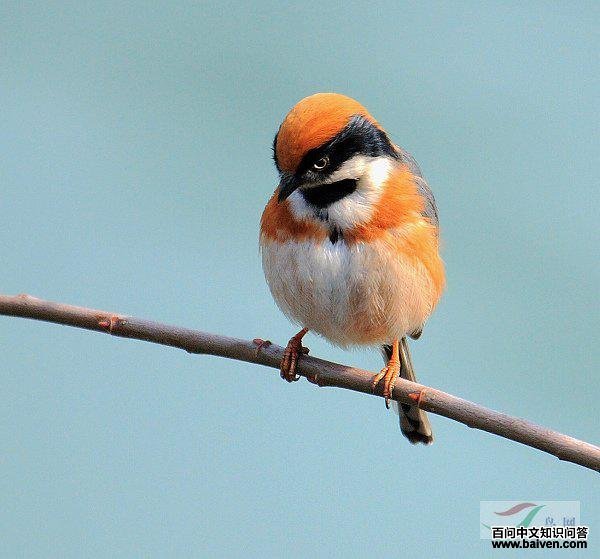 ��ͷ��βɽȸ