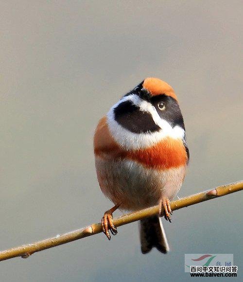 ��ͷ��βɽȸ