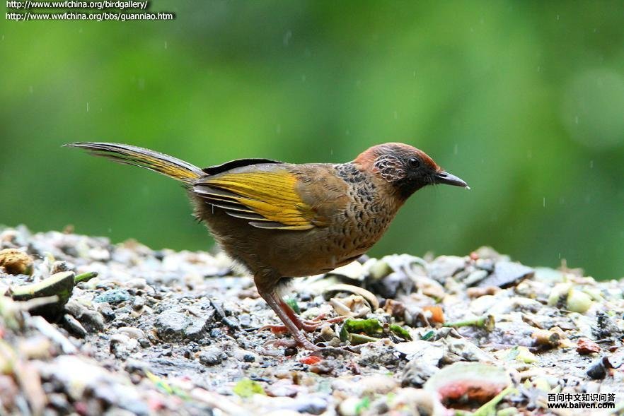 ��ͷ���̵�ͼƬ