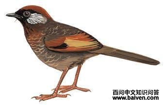 ��ͷ����