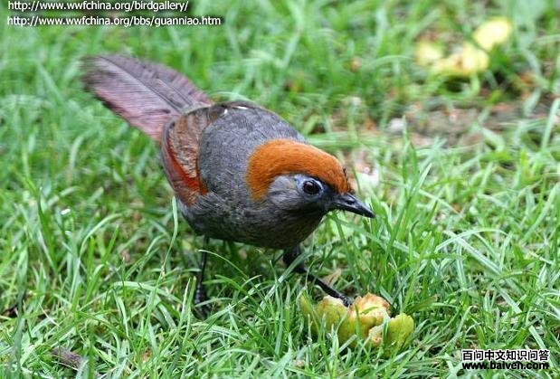 ��β���̣�����ɫ��������