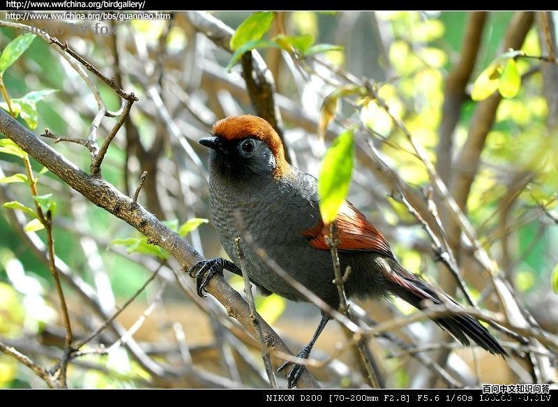 ��β���̣�����ɫ��������