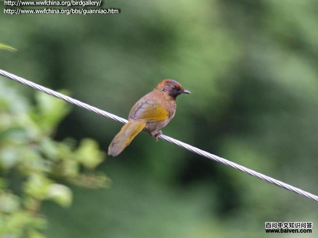 ��ͷ����������֣���ү��������������ľ