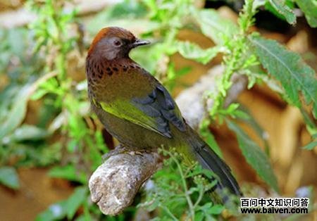 ��ͷ����