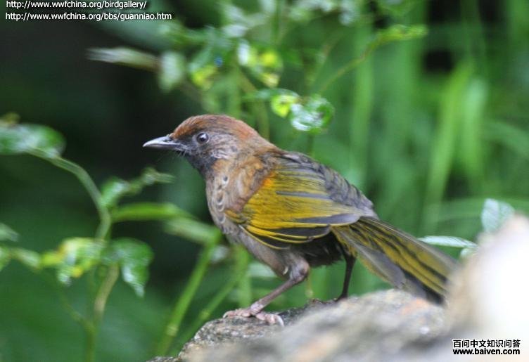 ��ͷ����