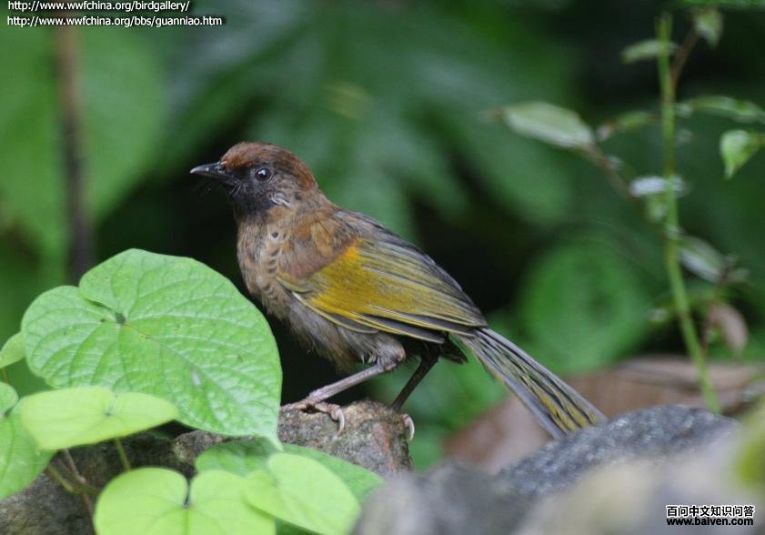 ��ͷ����