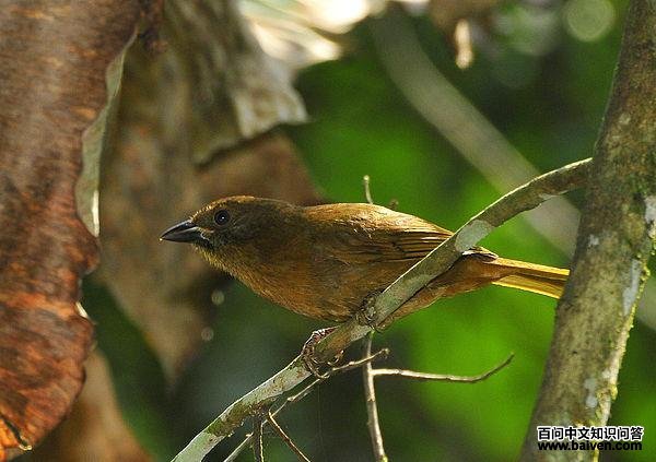 红头蚁唐纳雀 红头蚁唐纳雀的图片
