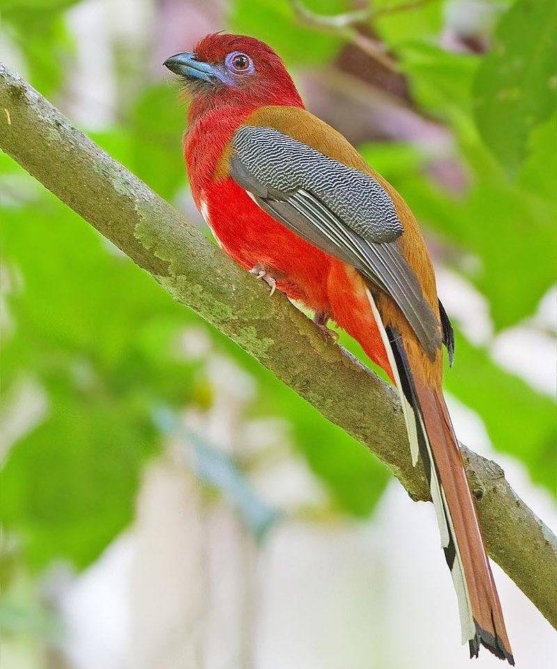 ��ͷҧ���ͼƬ