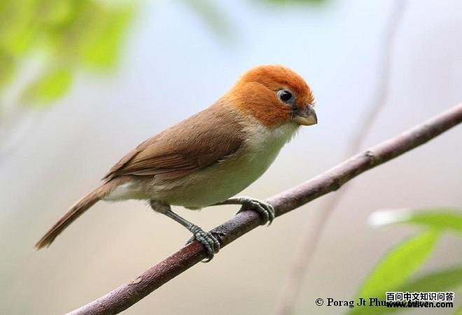 Greater Rufous-headed Parrotbill