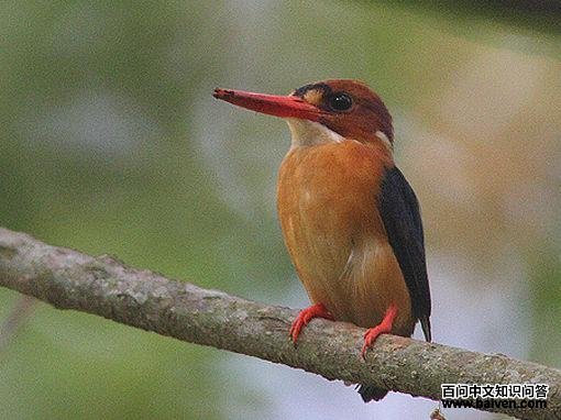 ��ͷС����