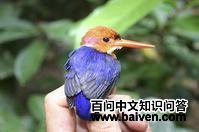 红头小翠鸟 红头小翠鸟的图片