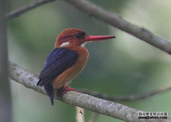 ��ͷС����