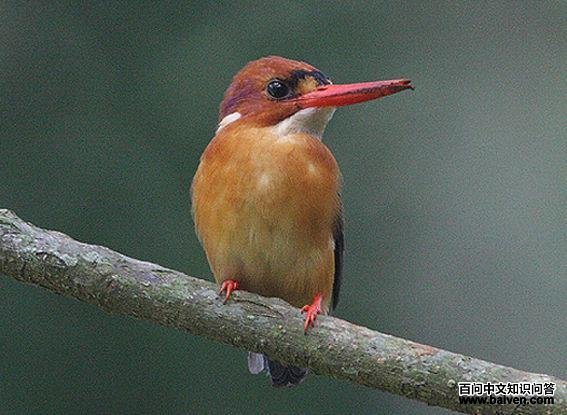 ��ͷС����