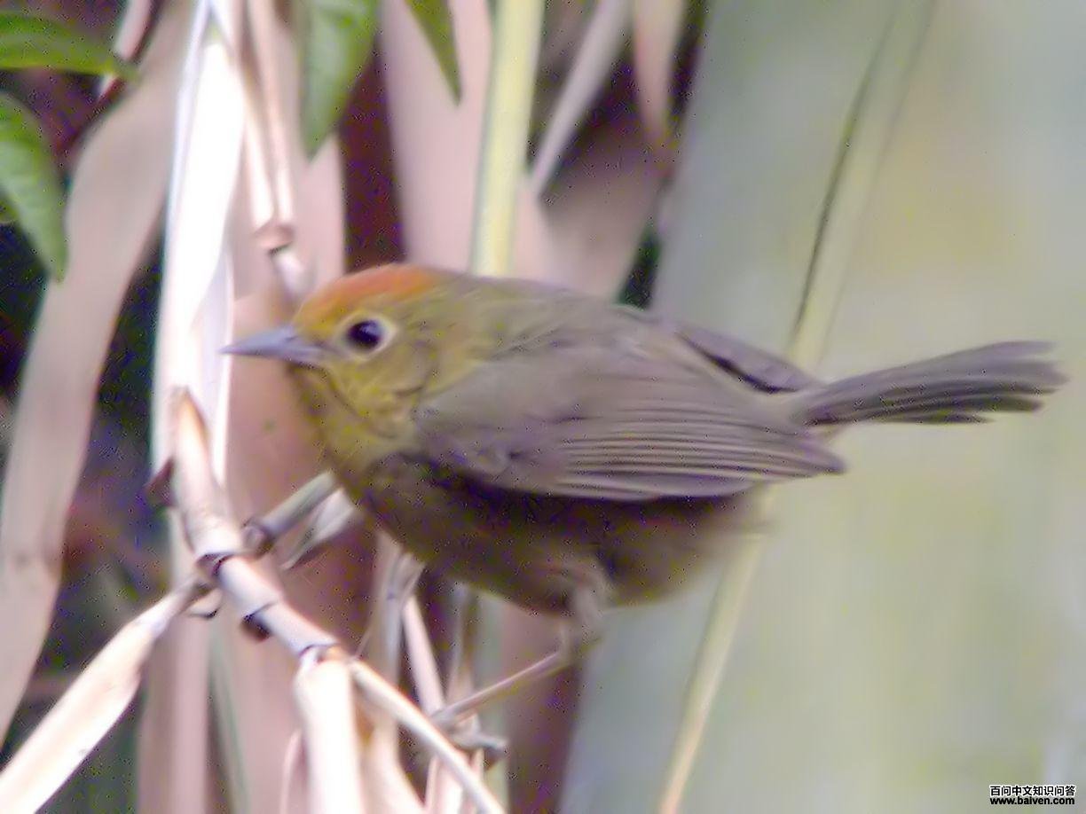 红头穗鹛 红头穗鹛的图片