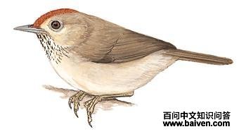 ��ͷ���̣���̬����ͼ