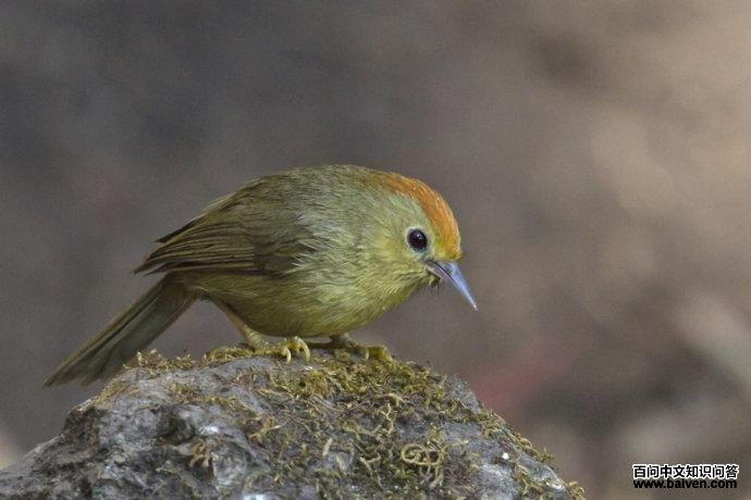 ��ͷ����